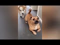🙀 New Funny Cats and Dogs Videos 🐱 Best Funniest Catss Video 2024 🙀