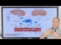 Microbiota - Eje intestino-cerebro