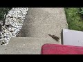 Chipmunk shows up for peanuts