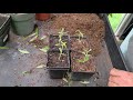 How to propagate a Butterfly Bush