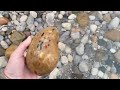Michigan Rock Hunting at it's BEST - We Found TONS of Pudding Stones and Petoskey Stones!
