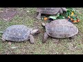 Asian forest tortoise (Manouria emys) head-bobbing / nodding | Kura-kura emys / kaki gajah