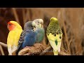 Colorful Birds | Breathtaking Nature & Amazing Birds Songs | Stress Relief