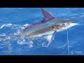 Swordfish vs Marlin: How Similar Are They?