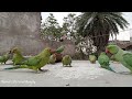 Aaj lagta hai baarish 🌧 hogi.... | #Day 103 | #Parrots​​ Life | #Parrot​​'s Natural Beauty | 😍😍❤❤