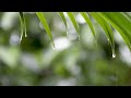 12 Hours of Relaxing Music - Sleep Music with Rain Sound, Piano Music for Stress Relief