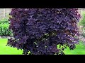 10 BEST All Season Small Trees For Front Yard | Low Maintenance Dwarf Trees for Landscaping