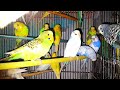 Budgies|Budgies Life|Budgies Breading|Budgies🥰😊🤔🤗 #budgies