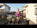Herbs - How to grow curry plant!