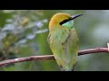 Birds by the lake side / Flock of Migratory birds / Wetland birds / Relaxing Nature videos #Nature