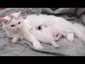 Newborn Kittens in Basket