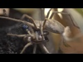 Nursery web spider - Trading a fly for sex