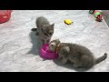 Cute animal Videos That You Just Can't Miss😹🐕Part 15