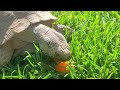 Desert Tortoise Eating a Mandarin 🍊 🐢