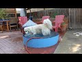 Just a dog playing in a small pool