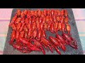 Trapping and Cooking Invasive Red Swamp Crayfish in the Pacific Northwest