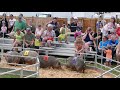 Sarasota (FL) 2019 County Fair GREATEST PIG RACE