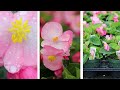 Viola,Dianthus,Begonia,Dahlia_ WA 3.22.24