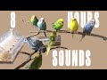 10 Budgie Life Hacks (Easy and Cheap)