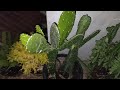 Kangen tanaman di atas atap malam2,,,#keladi#alokasia#kaktus