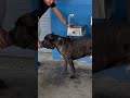 POOR GUY GOT HARASSED FOR SOME WATER… 😅🤦‍♂️  #canecorso #trending #funnydogs #shorts