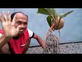 CARA MEMBUAT BONSAI KELAPA MENJADI UNIK