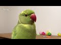 Parrot bluffing (biting)  - Indian Ringneck