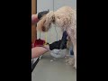 Sanitary Groom On A Dog