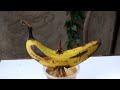 How to grow a banana plant #banana plant from fruit #grow plants at home #easy #gardening #diy