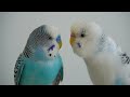 Budgie Body Language