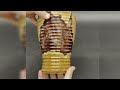 Jaw-Dropping Woodturning Masterpiece with Chameleon Effects