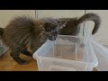 Maine Coon Kittens: 