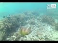 Snorkeling in Pass Island, Coron