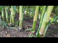 Inside a 100 Acres Corn Field Under Drip Irrigation  [Israel]