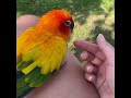 Smart And Funny Parrots Parrot Talking Videos Compilation (2023) - Cute Birds #35