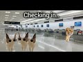 Cat memes:- Going to tokyo!!