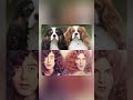 Bred Zeppelin #music #dogs #rockandroll #ledzeppelin #ledzep