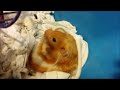 Hamster: Making my bed