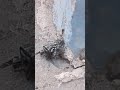 CATCH OF THE DAY!! Jumping spider hunts Horsefly