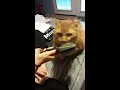 Cat brushes own face