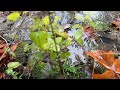 30 Seconds of Calming Water and Rain Sounds