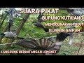 Suara Pikat Burung Kutilang ll Suara Panggilan Kutilang Liar Mendekat Ke Perangkap jebakan