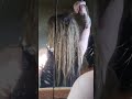 Dreadlocks are locking up quickly