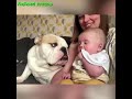 ENGLISH BULLDOGS & the KIDs - Cutest video compilation about English Bulldogs # 3 | Animal Lovers