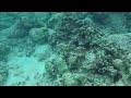 Scuba diving in Kona