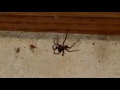 Spider Death Match in the Kitchen