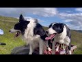 Two fantastic collies gathering sheep