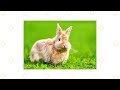 Rabbit Breeds That Like To Be Held (Part 1)