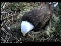 HBE FIRST EAGLES FIRST EAGLET - 2014 - SECOND LOOK