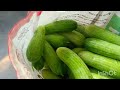 Collecting Fresh Cucumber 🥒 and other Vegetables||Kitchen Garden||VillageLife